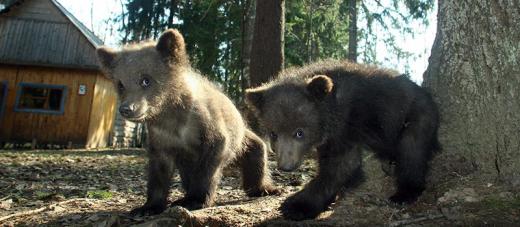 Bears Farm