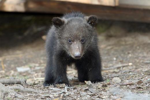 Bears Farm