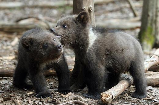 Bears Farm