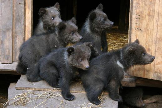 Bears Farm