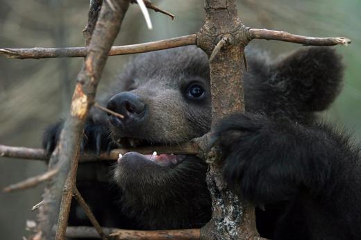 Bears Farm