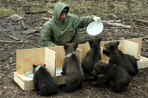 Bears Farm