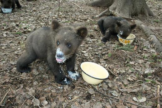 Bears Farm
