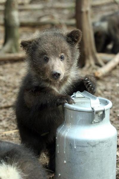 Bears Farm