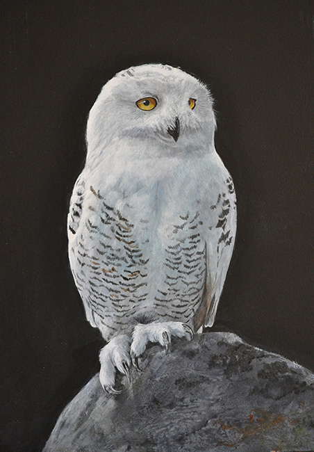 SnowyOwl_johnhalbert_birds in paintings