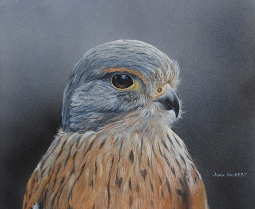 kestrel_johnhalbert_bird_artists