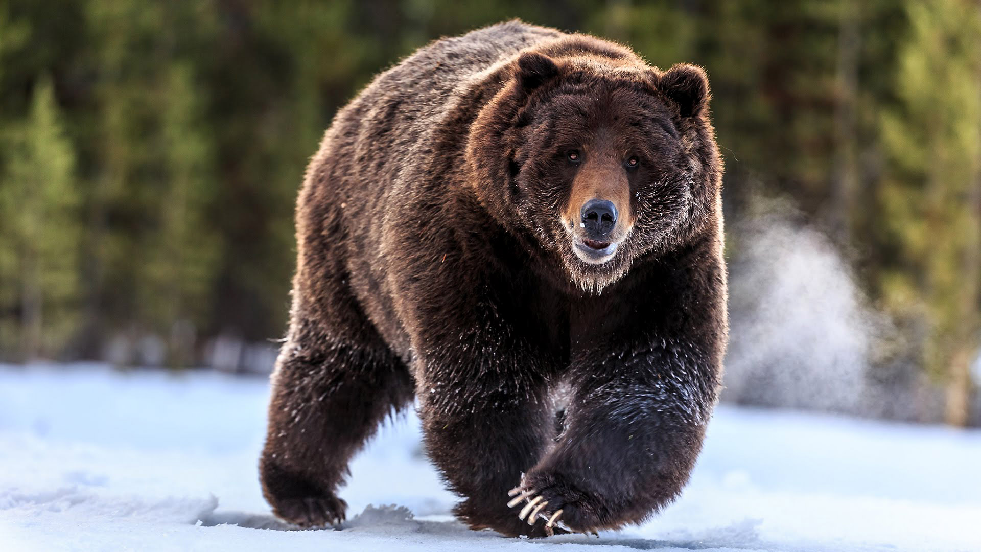 bear by National Geographic Wildlife Photographers 