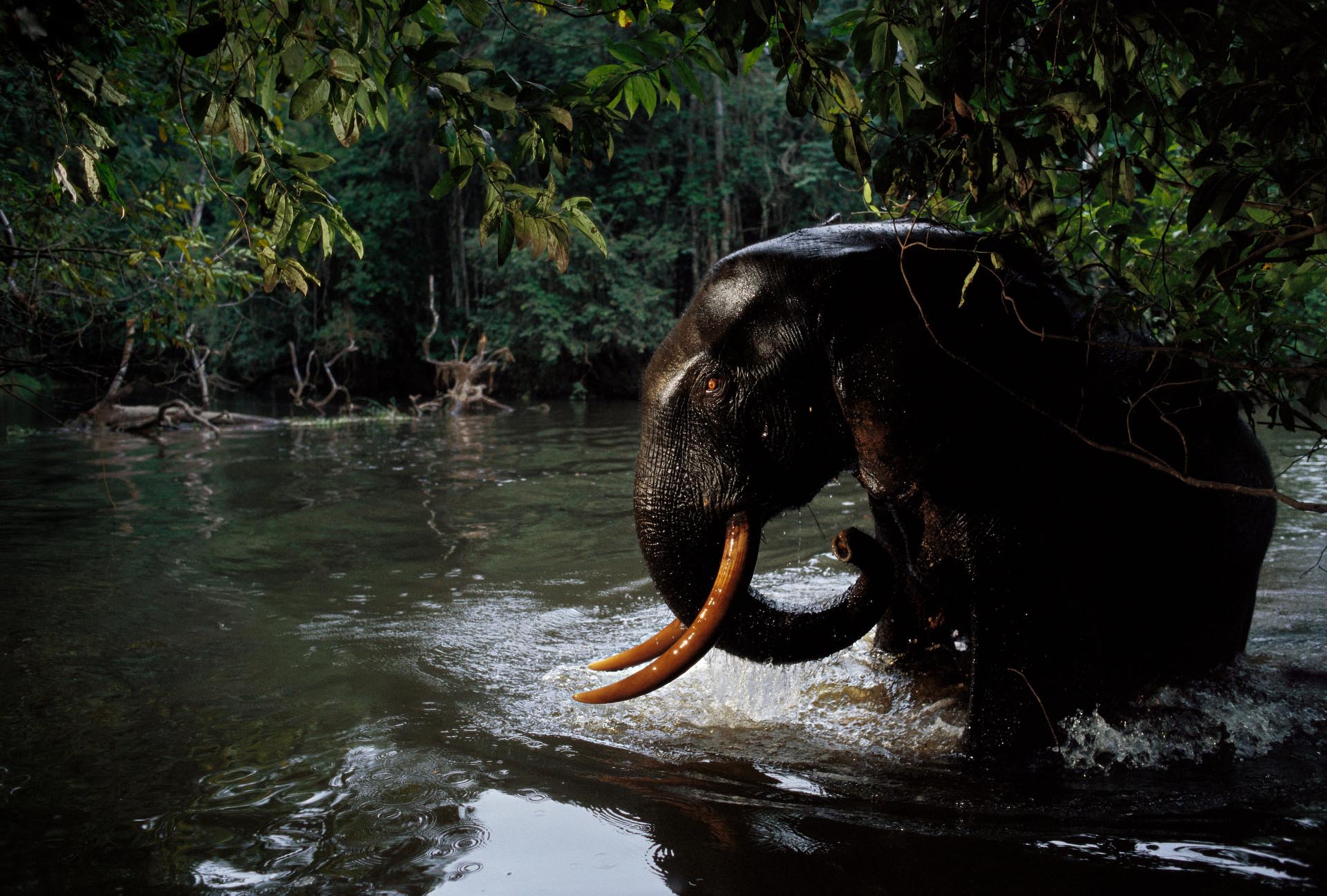 Elefant by National Geographic Wildlife Photographers 