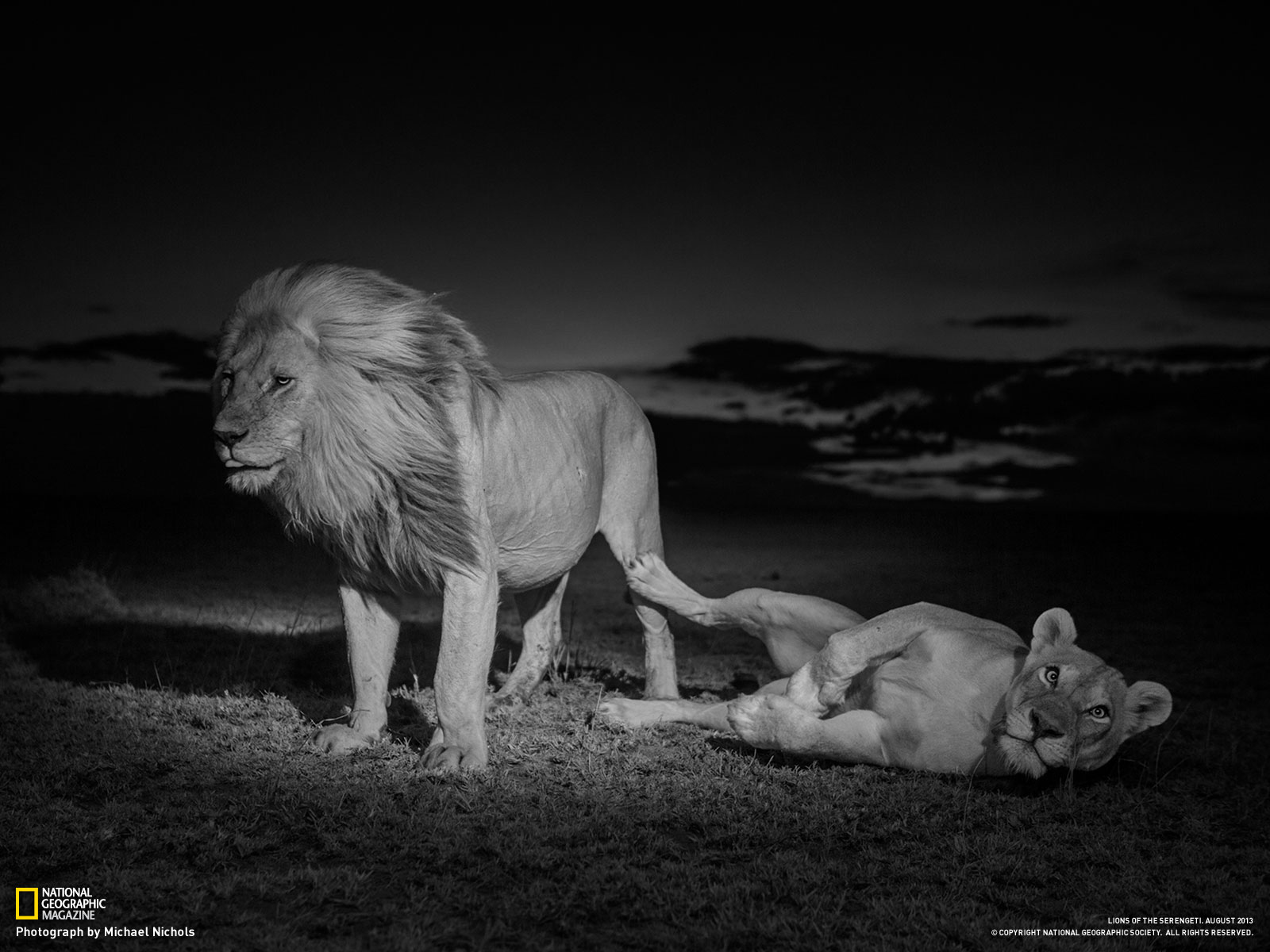 Lions by National Geographic Wildlife Photographers 