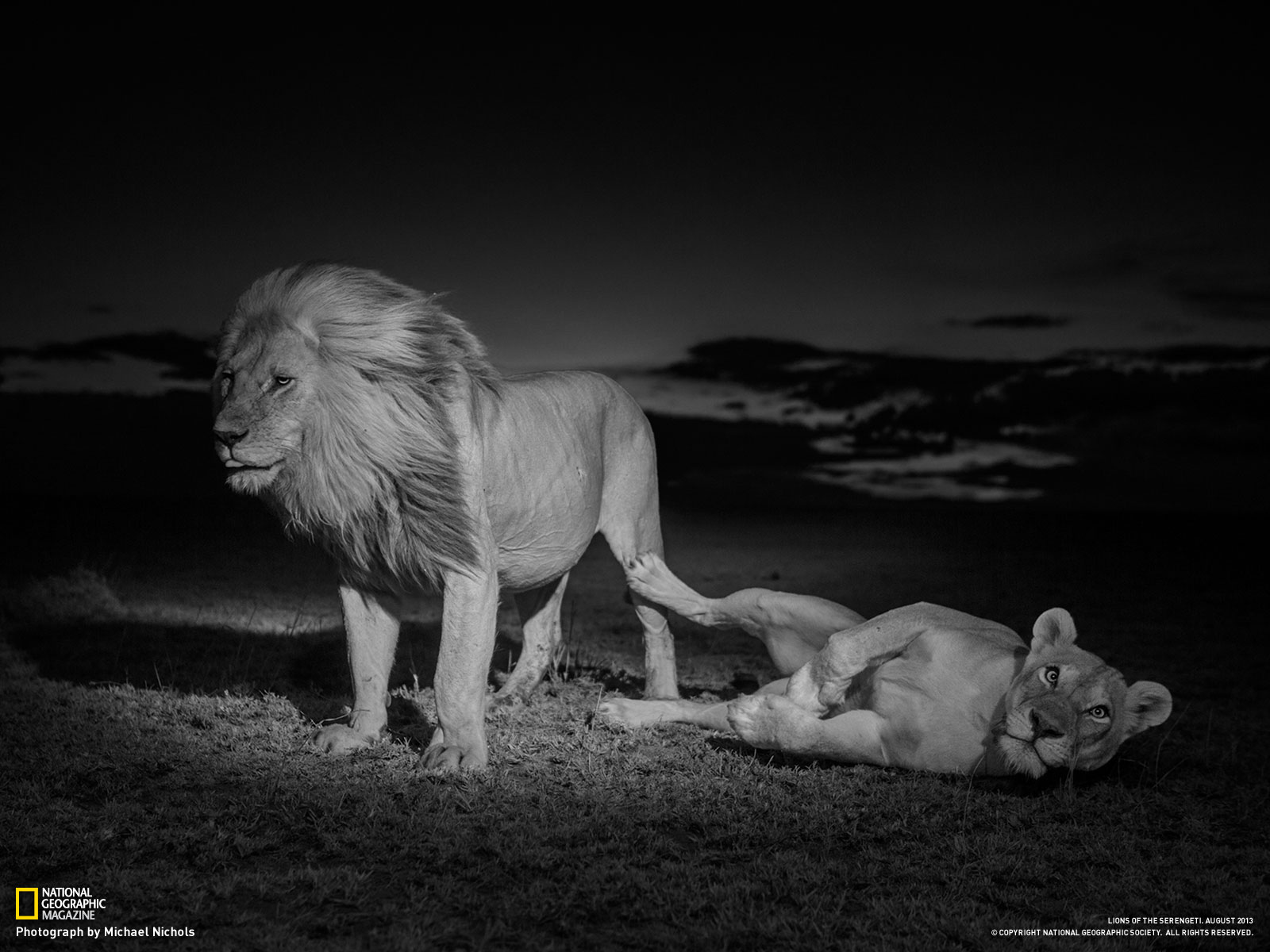 Lions by National Geographic Wildlife Photographers