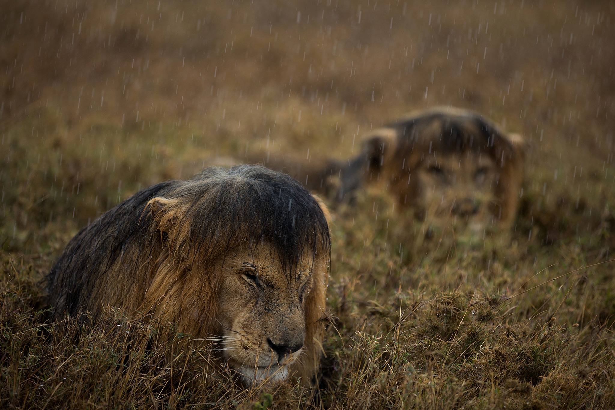 Wild Animals by National Geographic Wildlife Photographers _1