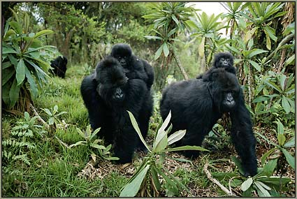 gorilla