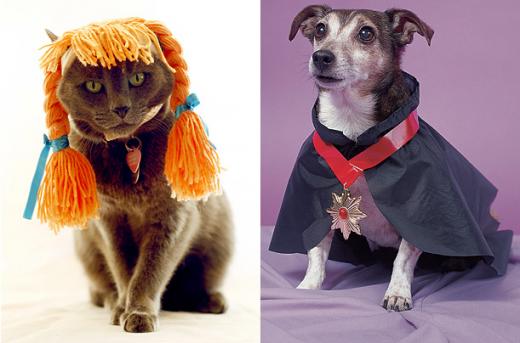 Halloween pets animals dogs cat costume