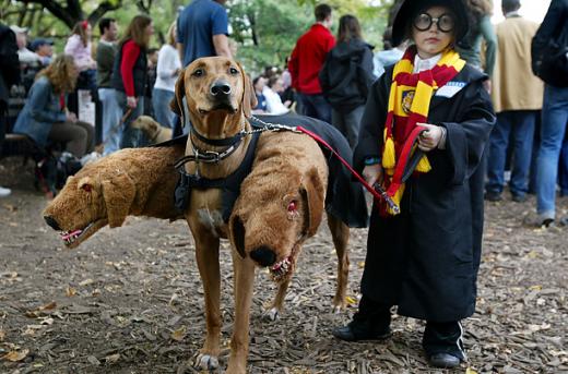 Halloween pets animals dogs cat costume