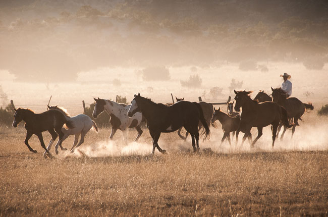 Horses and Ranch Lifestyle by Zach Doleac (11)