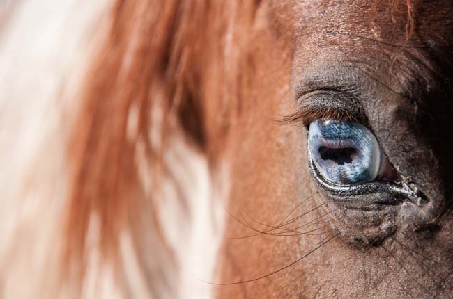 Horses and Ranch Lifestyle by Zach Doleac (13)
