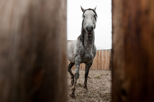 Horses and Ranch Lifestyle by Zach Doleac (8)