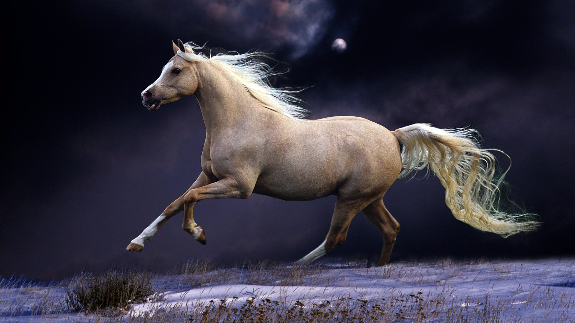 Beautiful-Horse-Running-Horses Photography