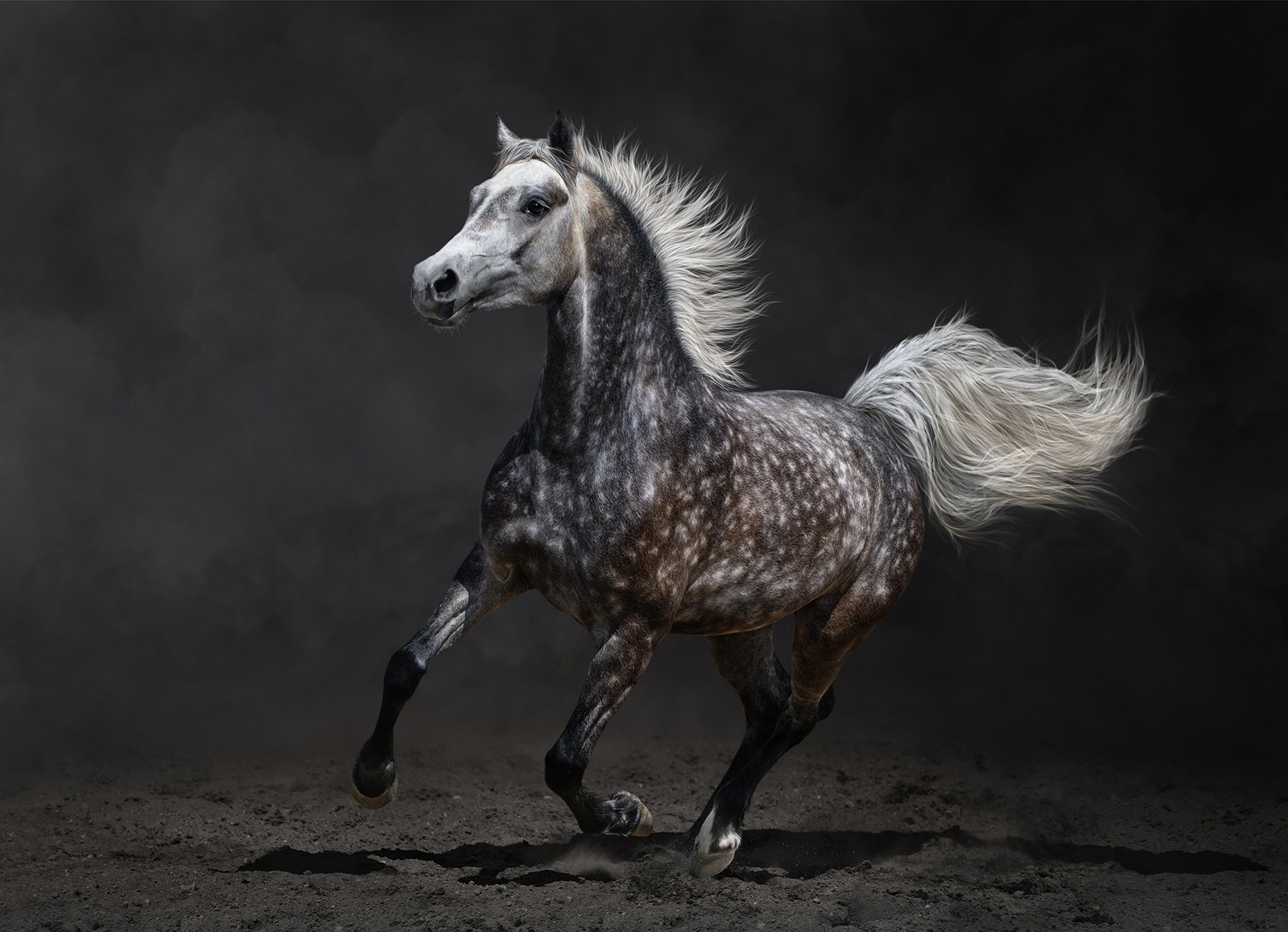 Beautiful-Wild-Horse-Horses Photography