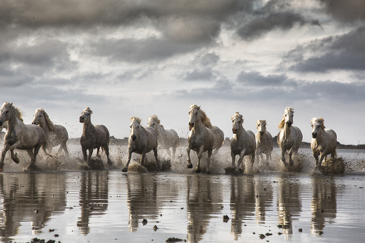 Horses Photography-Scott Stulberg