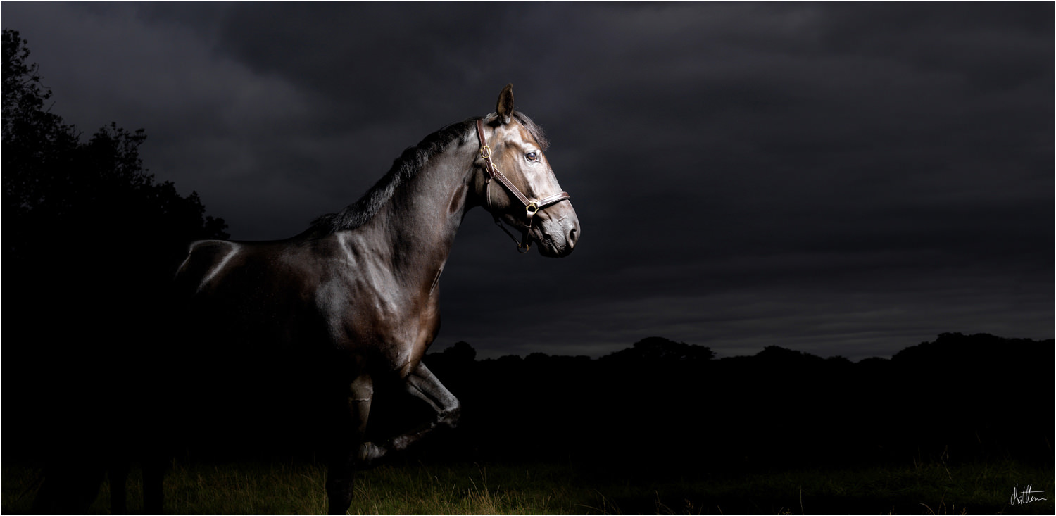 Horses Photography_Matthew Seed22