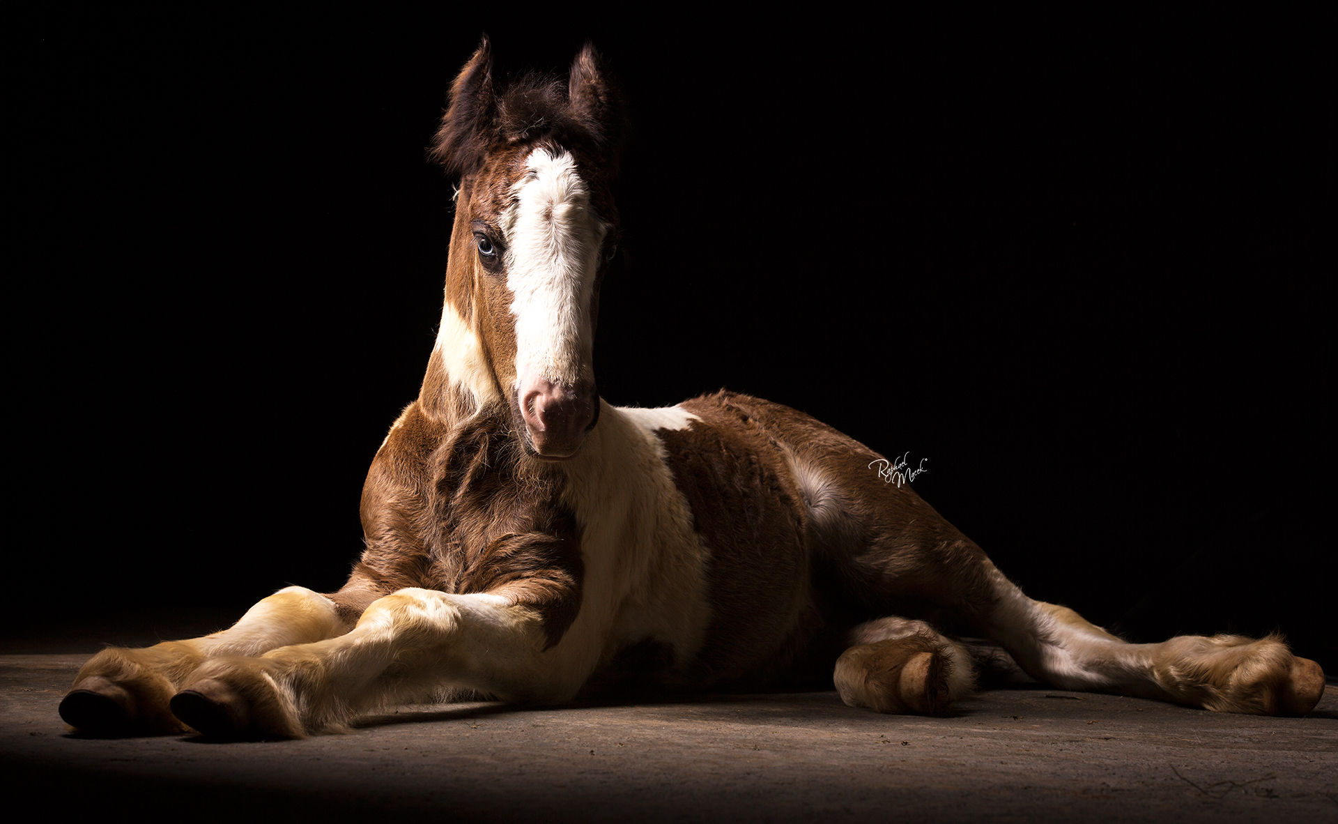 Horses Photography_Raphael Macek