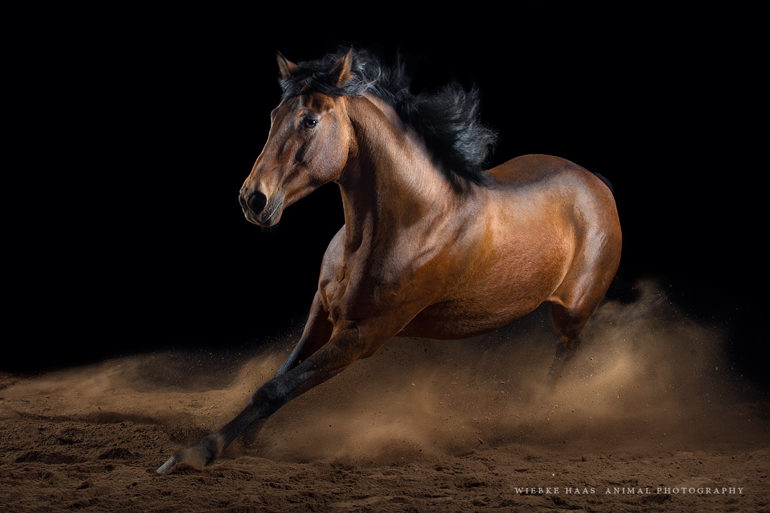 Horses Photography_Wiebke Haas