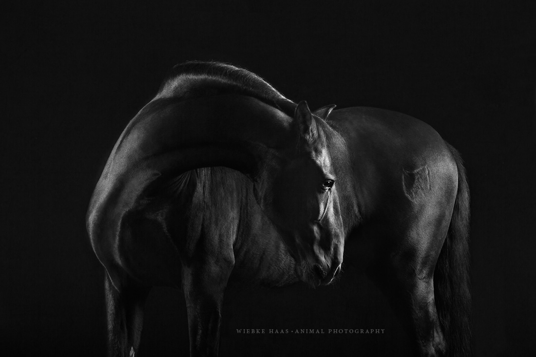 Horses Photography_Wiebke Haas22