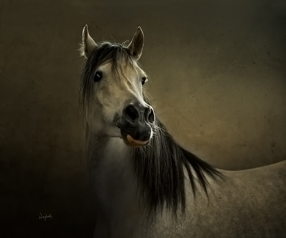 Horses Photography_Wojtek-Kwiatkowski-3 1