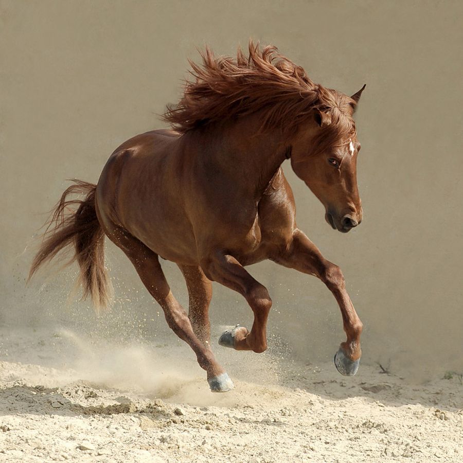 Horses Photography_Wojtek_Kwiatkowski_10