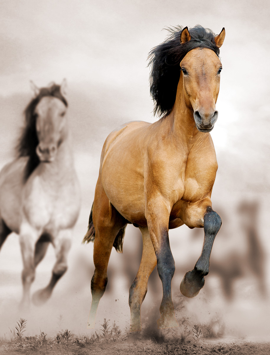 Horses Photography_wild_horse