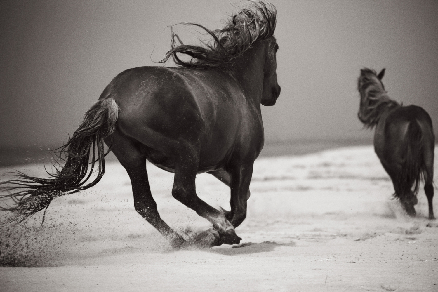 Horses_Photography Drew Doggett