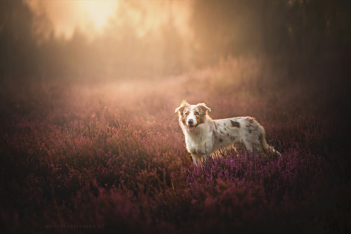 Dog Portraits Photography by Alicja Zmysłowska (1)