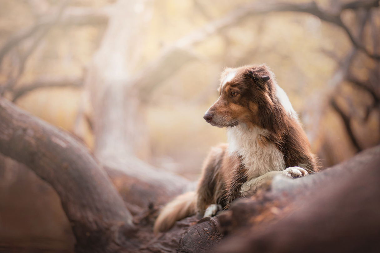 Dog Portraits Photography by Alicja Zmysłowska (10)