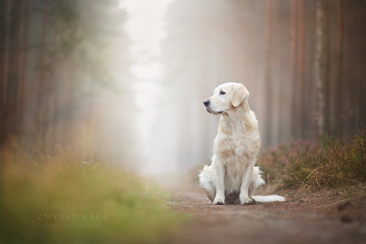 Dog Portraits Photography by Alicja Zmysłowska (3)