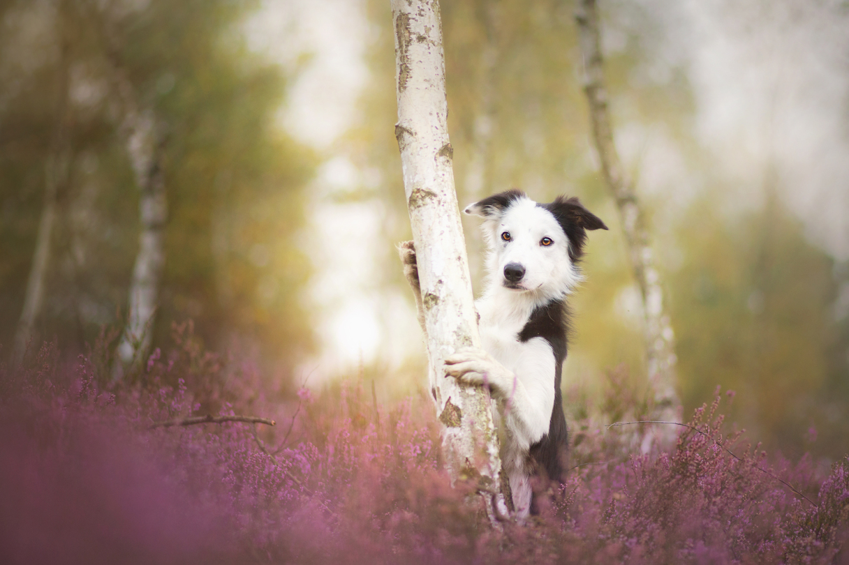 Dog Portraits Photography by Alicja Zmysłowska (5)