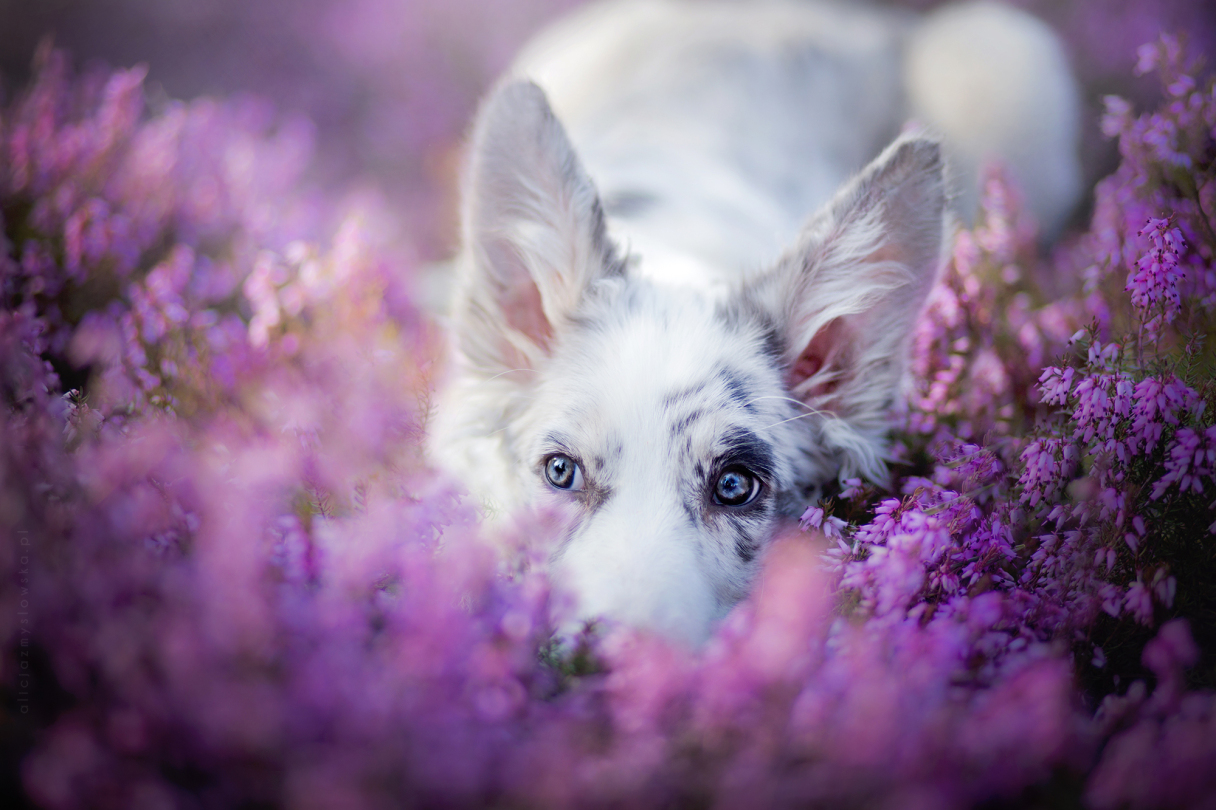 Dog Portraits Photography by Alicja Zmysłowska (6)