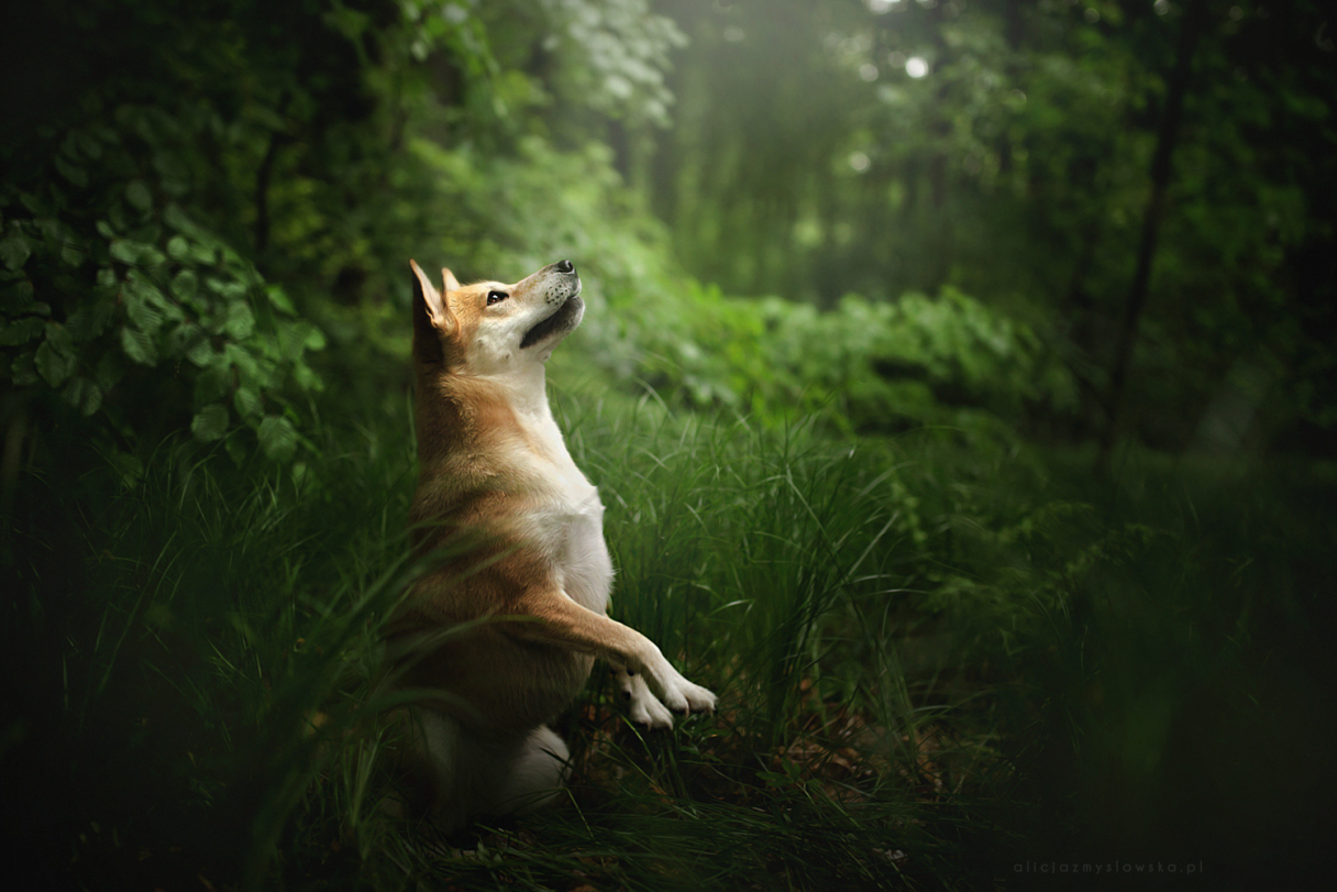 Dog Portraits Photography by Alicja Zmysłowska (8)