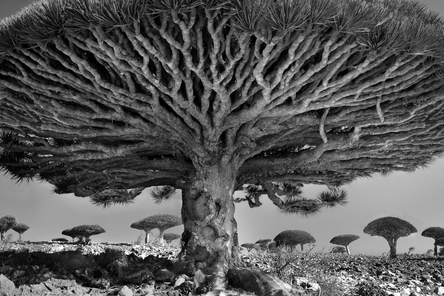 Famous_Photographs_of_Trees_by_Beth_Moon (10)