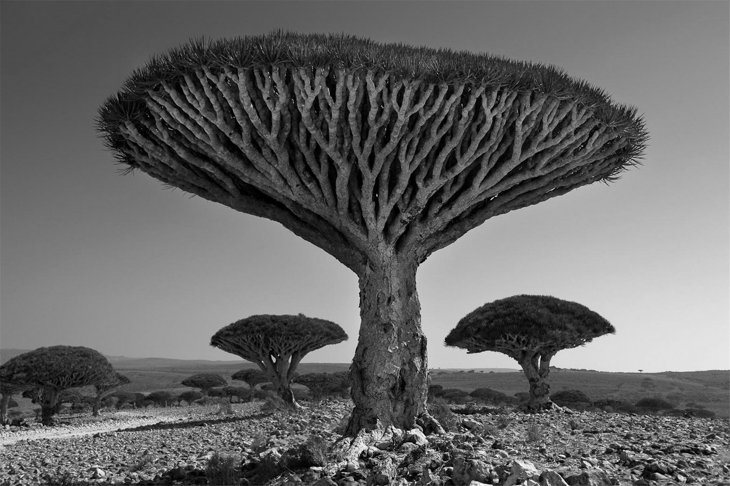 Famous_Photographs_of_Trees_by_Beth_Moon (11)