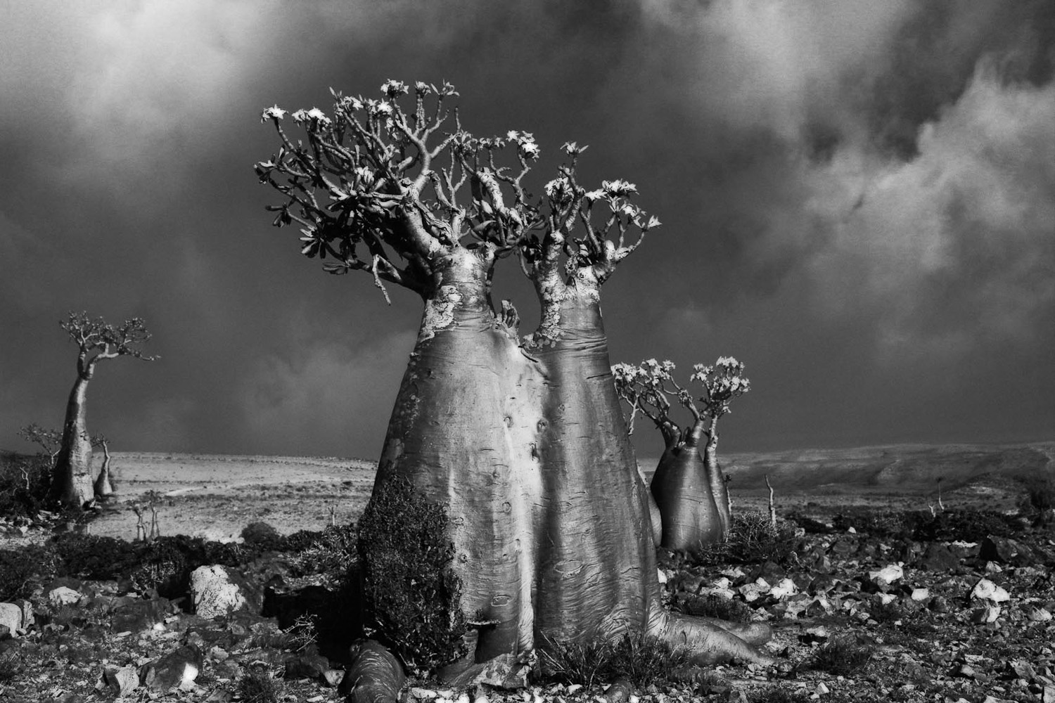 Famous_Photographs_of_Trees_by_Beth_Moon (12)