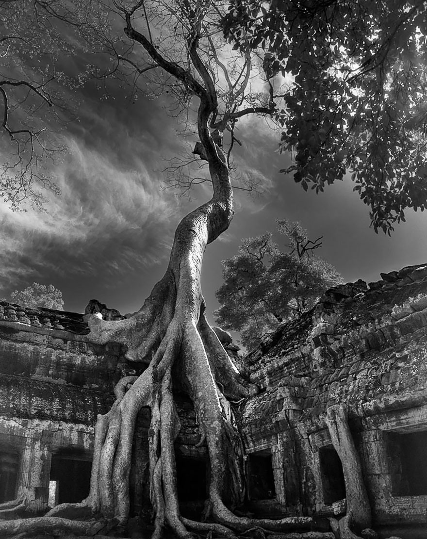 Famous_Photographs_of_Trees_by_Beth_Moon (14)