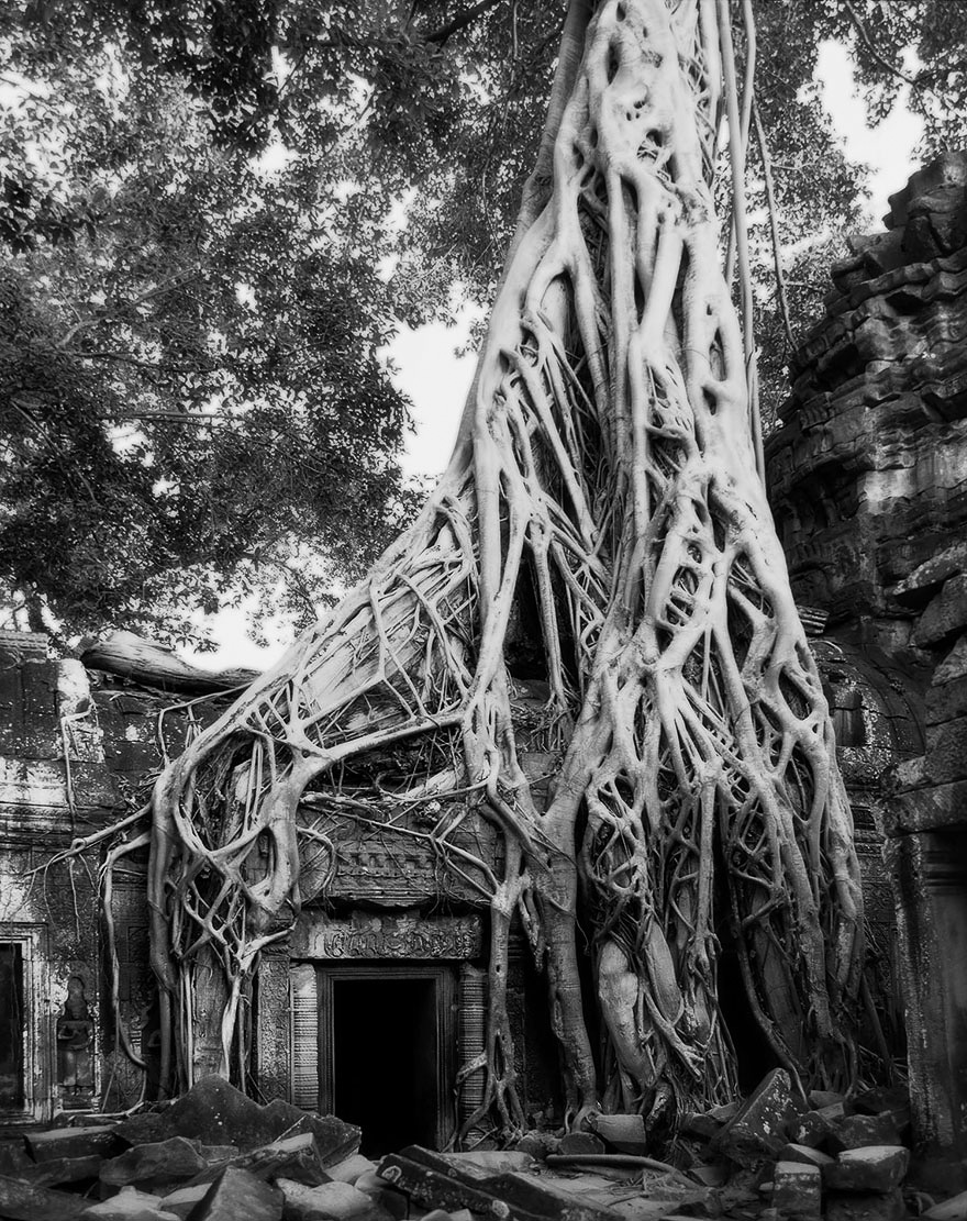Famous_Photographs_of_Trees_by_Beth_Moon (15)