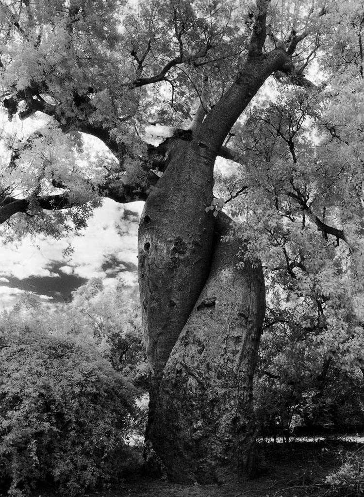 Famous_Photographs_of_Trees_by_Beth_Moon (16)