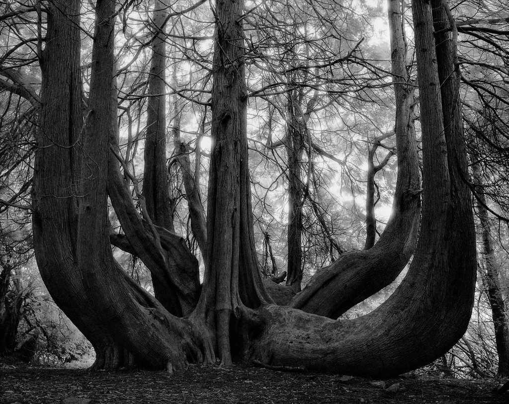 Famous_Photographs_of_Trees_by_Beth_Moon (17)