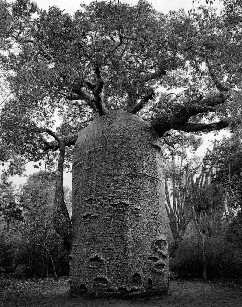 Famous_Photographs_of_Trees_by_Beth_Moon (18)