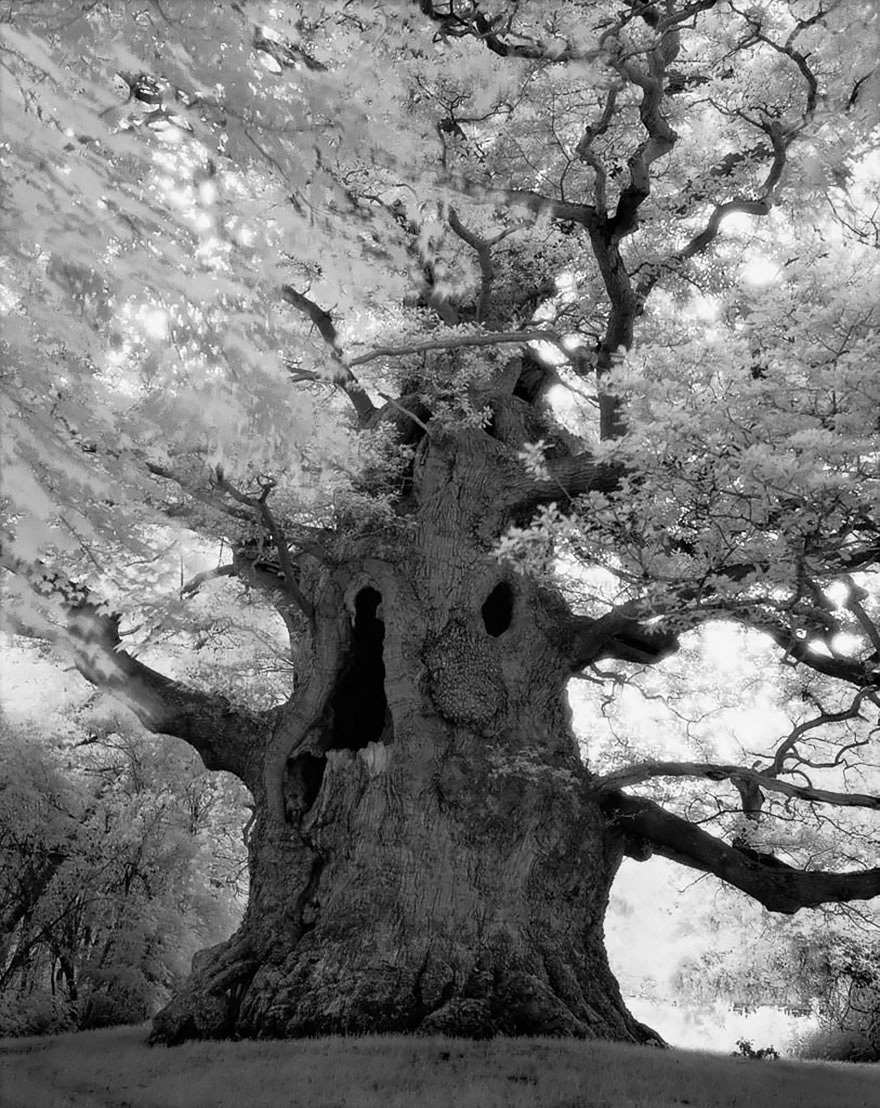 Famous_Photographs_of_Trees_by_Beth_Moon (20)