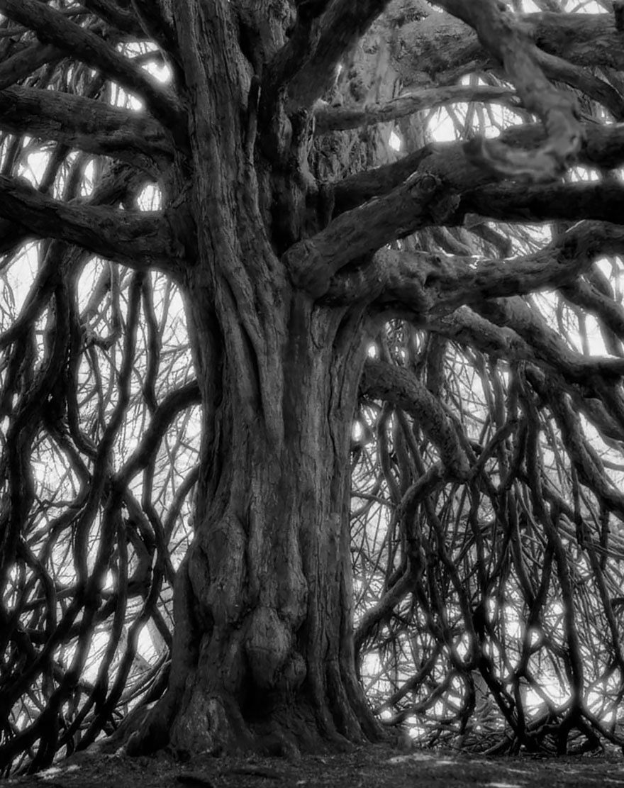 Famous_Photographs_of_Trees_by_Beth_Moon (21)
