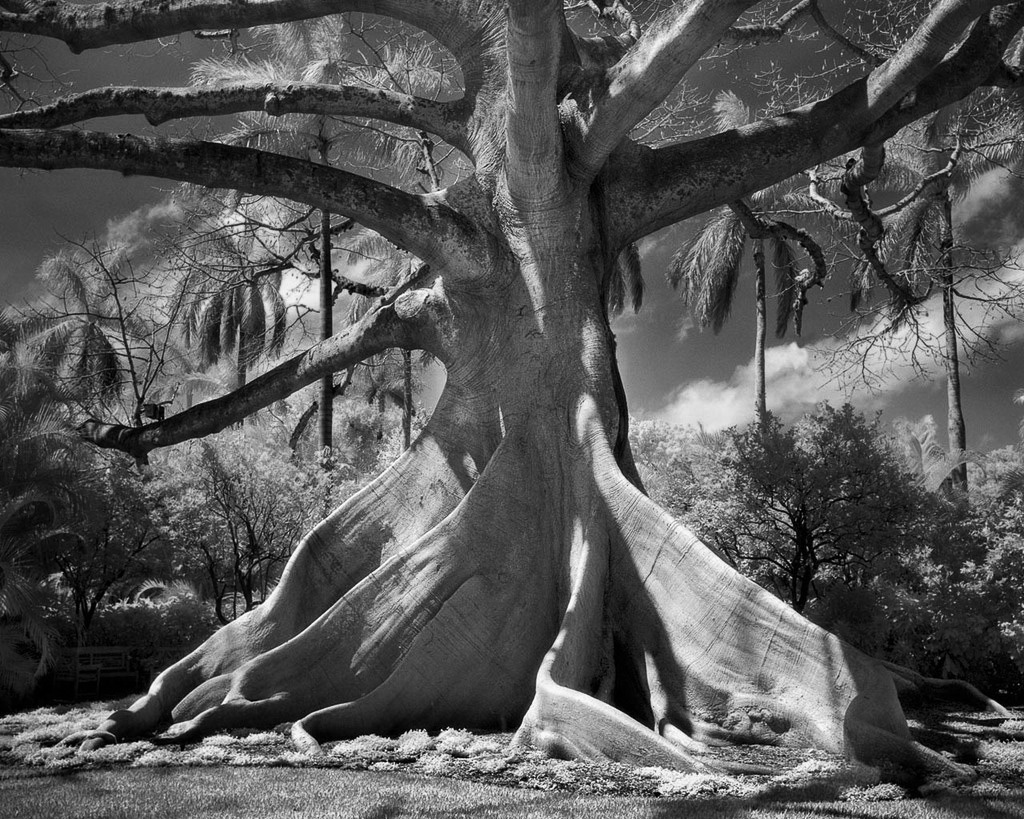 Famous_Photographs_of_Trees_by_Beth_Moon (23)