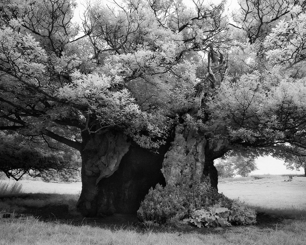 Famous_Photographs_of_Trees_by_Beth_Moon (24)